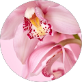 Rosa M. N.